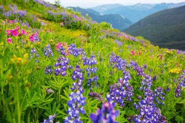 Güneşli bir günde dağ çayırı. Doğal yaz manzarası.