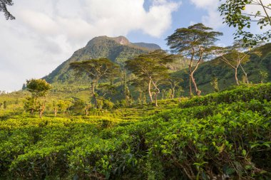 Sri Lanka dağlarında güzel yeşil doğal manzaralar