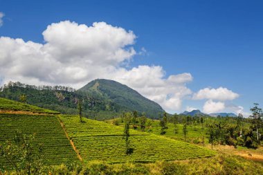 Sri Lanka 'da yeşil doğal manzara _ çay çiftliği