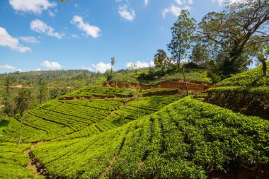 Sri Lanka 'da yeşil doğal manzara _ çay çiftliği