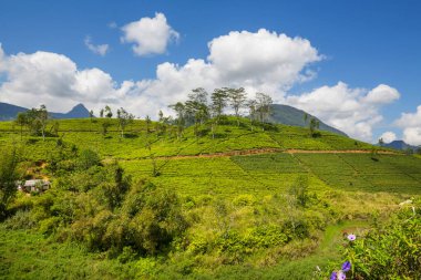 Sri Lanka 'da yeşil doğal manzara _ çay çiftliği