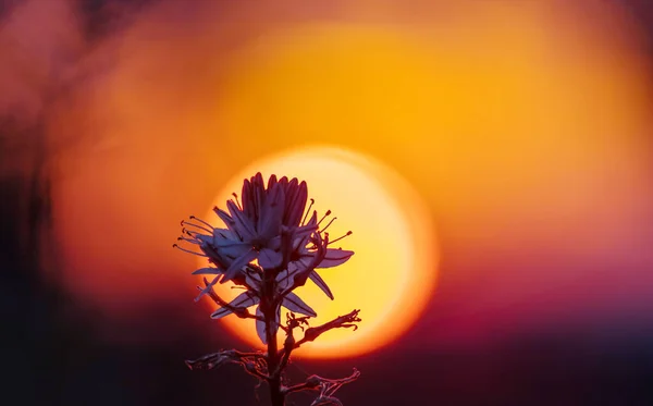 Dzikie Kwiaty Tle Zachodu Słońca — Zdjęcie stockowe