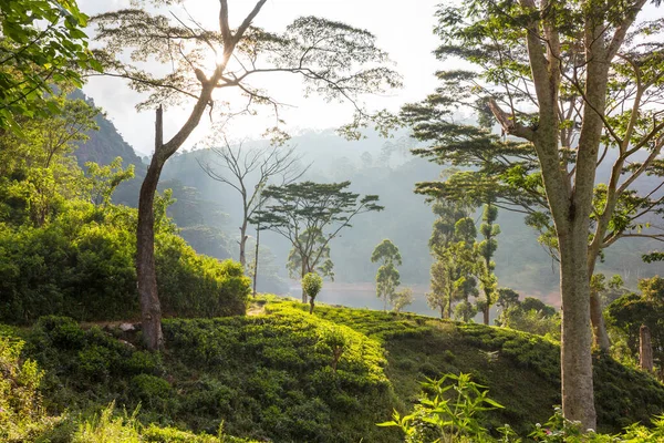 Plantação Chá Paisagens Naturais Verdes Sri Lanka — Fotografia de Stock