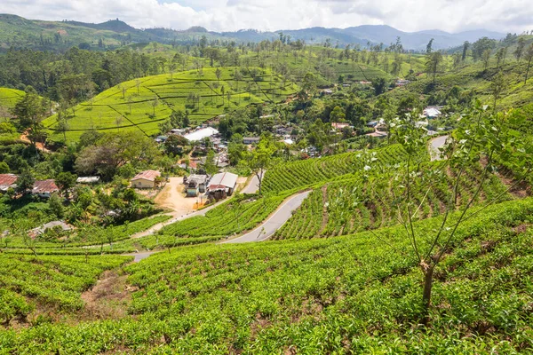 緑の自然景観_スリランカの茶畑 — ストック写真
