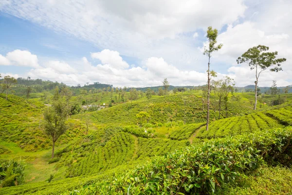 Gröna Naturliga Landskap Tea Plantage Sri Lanka — Stockfoto