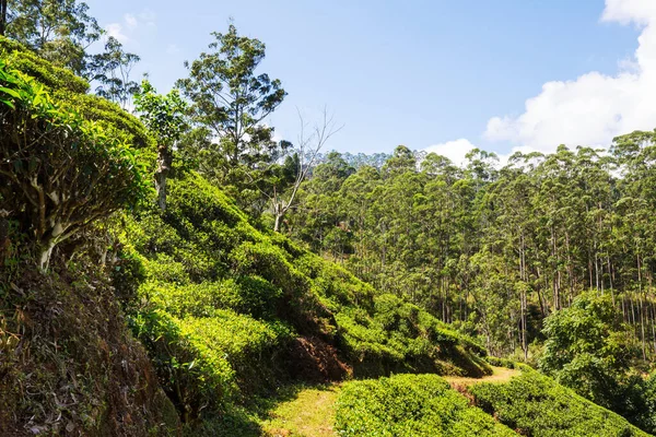 Зеленые Природные Ландшафты Чайная Плантация Шри Ланке — стоковое фото