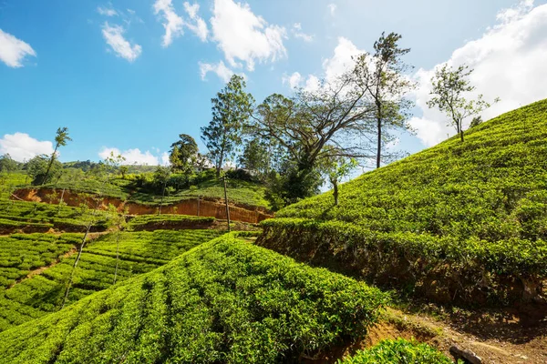 Paisajes Naturales Verdes Plantación Sri Lanka —  Fotos de Stock