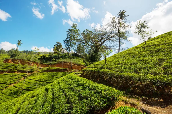 Groene Natuurlijke Landschappen Theeplantage Sri Lanka — Stockfoto