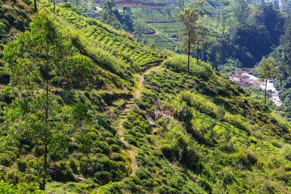 緑の自然景観_スリランカの茶畑 — ストック写真