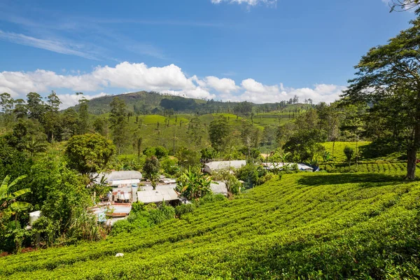 Groene Natuurlijke Landschappen Theeplantage Sri Lanka — Stockfoto