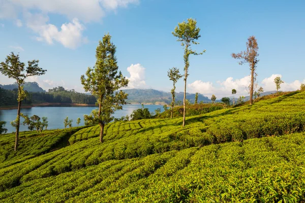 Groene Natuurlijke Landschappen Theeplantage Sri Lanka — Stockfoto