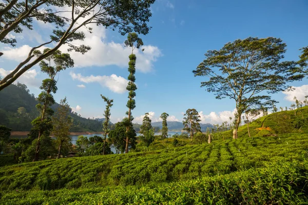 Paysages Naturels Verts Plantation Thé Sri Lanka — Photo