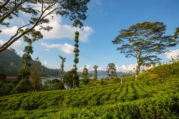 Groene Natuurlijke Landschappen Theeplantage Sri Lanka — Stockfoto