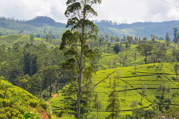 Groene Natuurlijke Landschappen Theeplantage Sri Lanka — Stockfoto