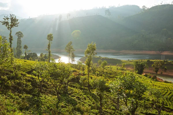 Sri Lanka Daki Yeşil Doğal Manzara Çay Tarlaları — Stok fotoğraf