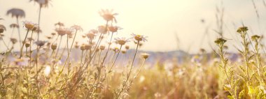 Güneşli çayırlarda papatyalar