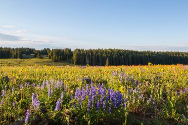 Güneşli bir günde dağ çayırı. Doğal yaz manzarası.
