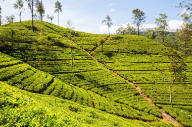 Sri Lanka 'da yeşil doğal manzara _ çay çiftliği