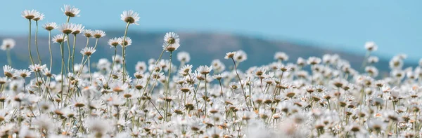 Chamomile Meadow Summer Time — Stock Photo, Image