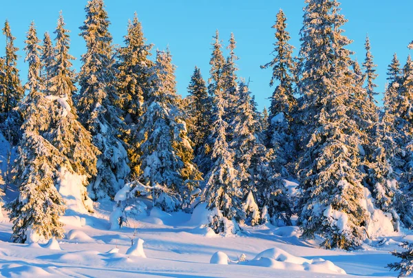 Floresta Coberta Neve Pitoresca Inverno — Fotografia de Stock