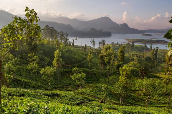 Beaux Paysages Naturels Sri Lanka — Photo