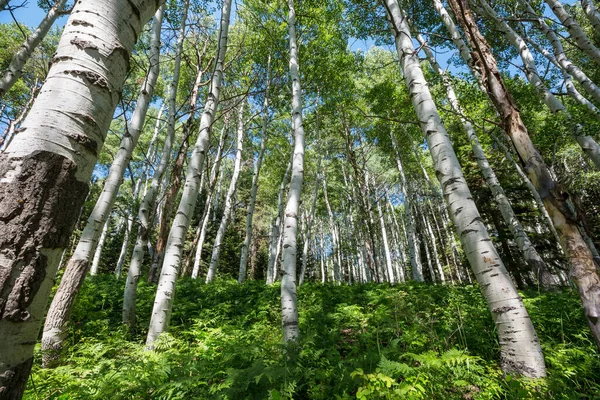 Bosque Verano Amanecer Fondo Verano Inspirador — Foto de Stock