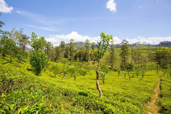 Grüne Naturlandschaften Teeplantage Auf Sri Lanka — Stockfoto