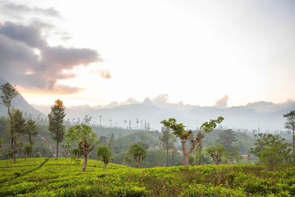 Gröna Naturliga Landskap Tea Plantage Sri Lanka — Stockfoto