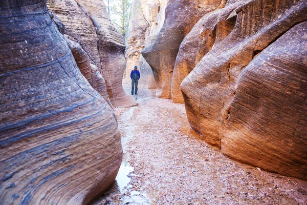 Utah, ABD 'deki Grand Staircase Escalante Ulusal Parkı' ndaki Slot Kanyonu. Utah çöllerinde alışılmadık renkli kumtaşı oluşumları yürüyüşçüler için popülerdir..