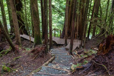 Sekoya ormanındaki patika.