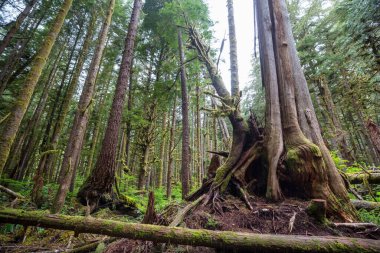 Muhteşem yağmur ormanları. Kalın yosun tabakalarıyla kaplı ağaçlar.