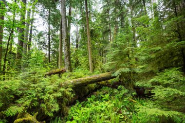Muhteşem yağmur ormanları. Kalın yosun tabakalarıyla kaplı ağaçlar.