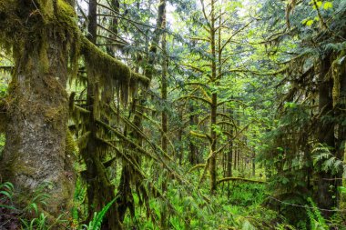 Muhteşem yağmur ormanları. Kalın yosun tabakalarıyla kaplı ağaçlar.