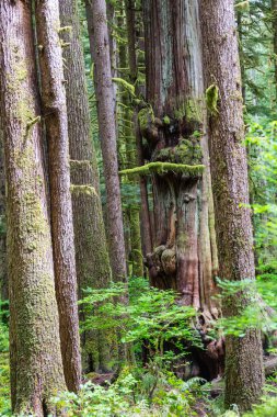 Muhteşem yağmur ormanları. Kalın yosun tabakalarıyla kaplı ağaçlar.