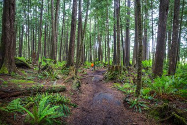 Ormandaki patikada yürüyüş yapan bir adam. Doğa yürüyüşü açık havada.