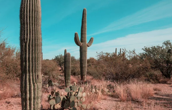 Μεγάλος Κάκτος Saguaro Ένα Βουνό Αριζόνα Ηπα — Φωτογραφία Αρχείου