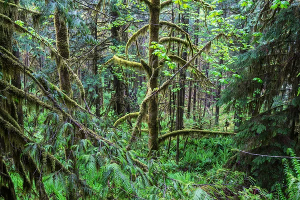 Fabulous Rain Forest Trees Covered Thick Layer Moss — Stock Photo, Image