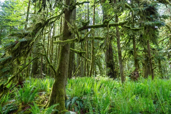 Favolosa Foresta Pluviale Alberi Ricoperti Uno Spesso Strato Muschio — Foto Stock