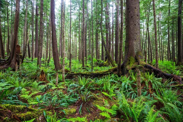 Favolosa Foresta Pluviale Alberi Ricoperti Uno Spesso Strato Muschio — Foto Stock