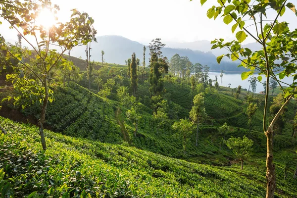 Groene Natuurlijke Landschappen Theeplantage Sri Lanka — Stockfoto