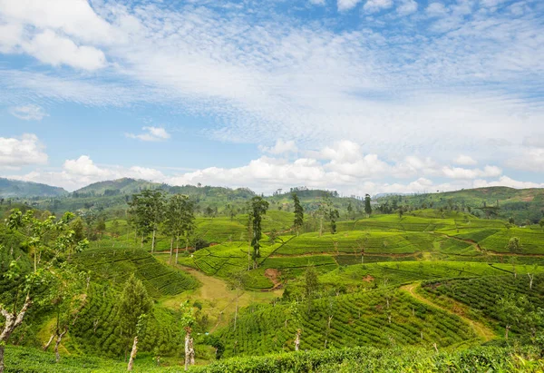 Zielone Naturalne Krajobrazy Plantacja Herbaty Sri Lance — Zdjęcie stockowe