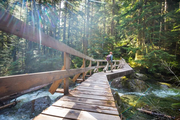 Wanderer Auf Der Brücke Grünen Wald — Stockfoto