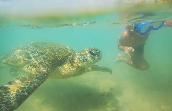 Boy Swimming Giant Sea Turtle Ocean Sri Lanka — стоковое фото