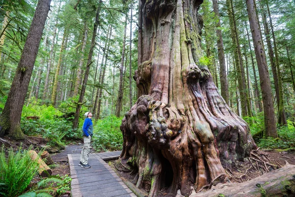 Märchenhafter Regenwald Bäume Mit Einer Dicken Schicht Moos Bedeckt — Stockfoto