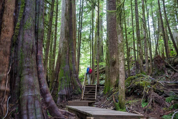 Báječný Deštný Les Stromy Pokryté Silnou Vrstvou Mechu — Stock fotografie