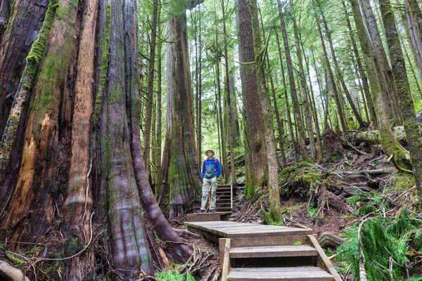 素晴らしい熱帯雨林 苔の厚い層で覆われた木 — ストック写真