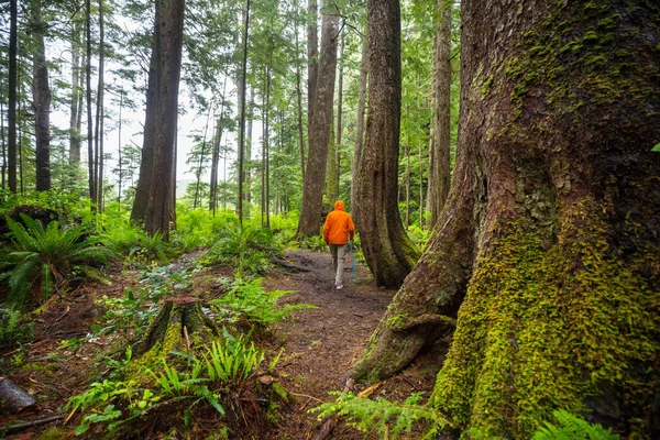 Homem Caminhando Baía Trilha Floresta Natureza Lazer Caminhada Viajar Livre — Fotografia de Stock