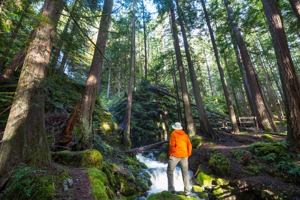 Vandrare Nära Vackert Vattenfall Kanadensiska Berg — Stockfoto