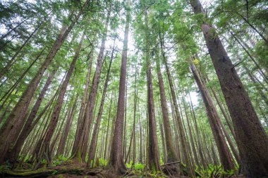 Güneş doğarken yaz ormanı. İlham verici yaz arkaplanı.