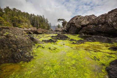 Vancouver Adası, British Columbia, Kanada